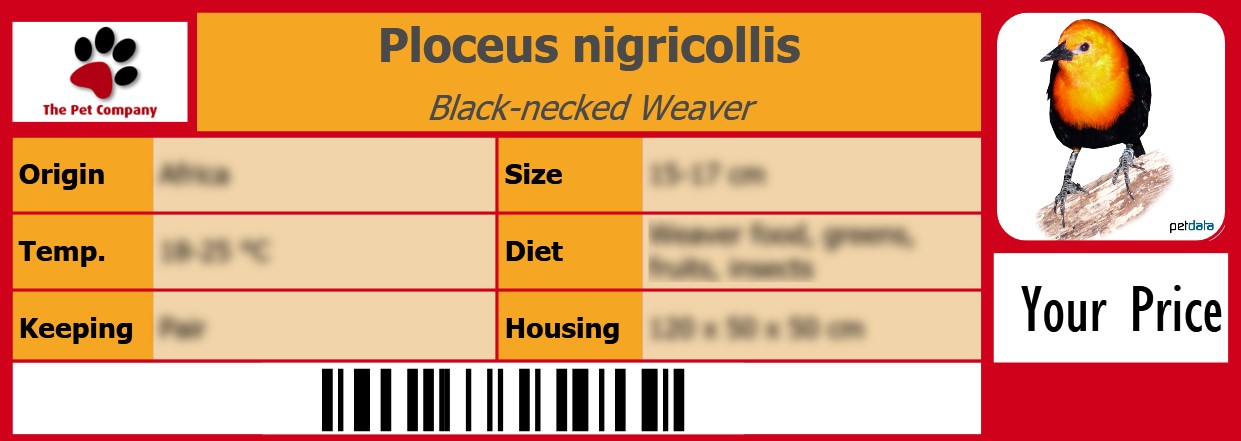 Ploceus nigricollis Black-necked Weaver 105 x 38 mm