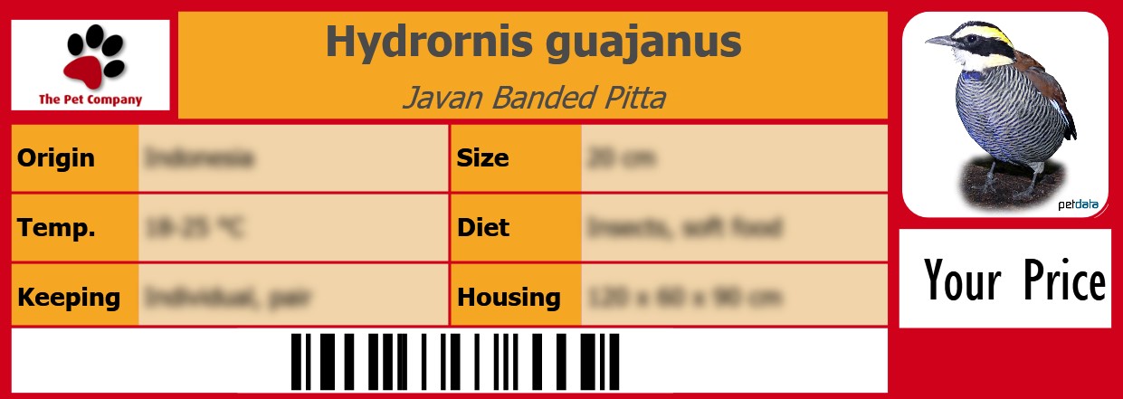 Hydrornis guajanus Javan Banded Pitta 105 x 38 mm