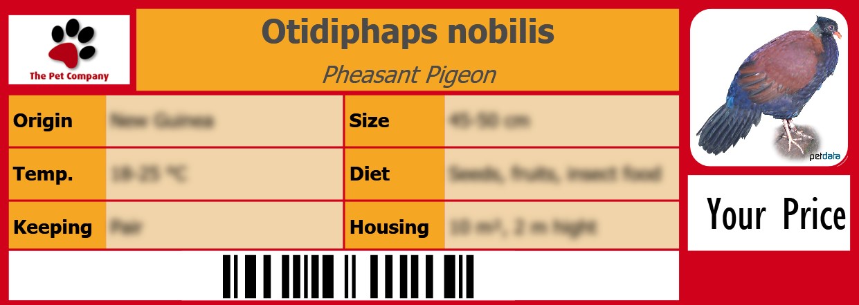 Otidiphaps nobilis Pheasant Pigeon 105 x 38 mm