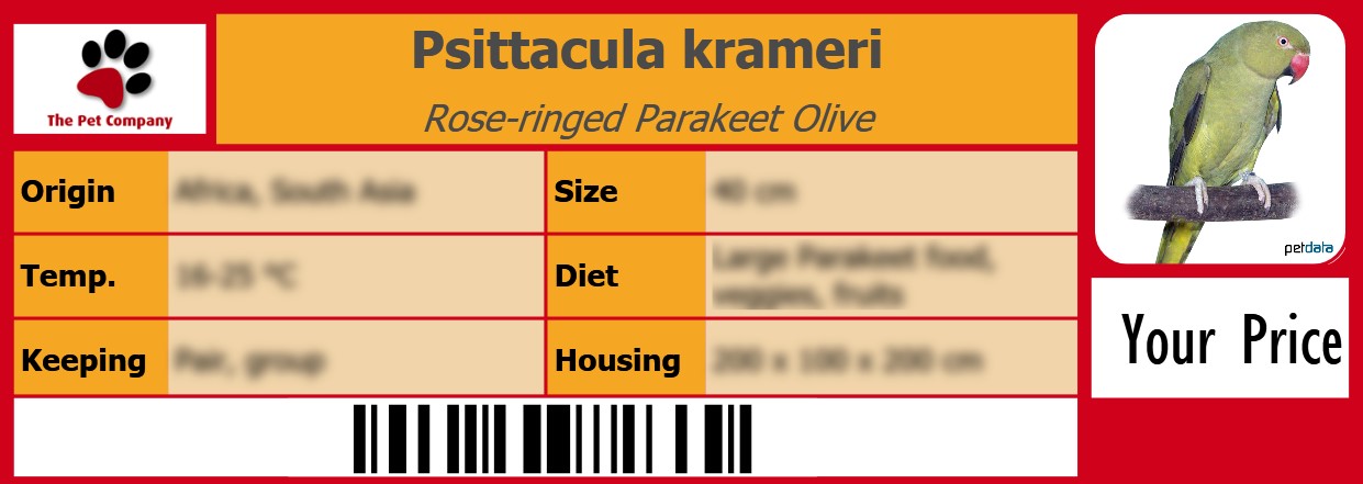 Psittacula krameri Rose-ringed Parakeet Olive 105 x 38 mm
