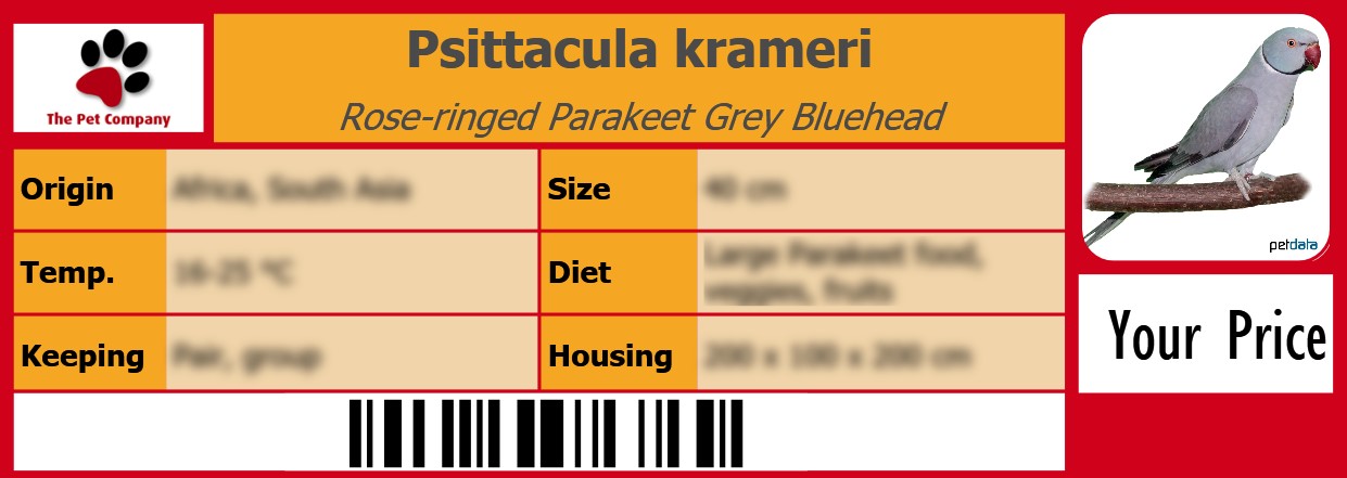 Psittacula krameri Rose-ringed Parakeet Grey Bluehead 105 x 38 mm