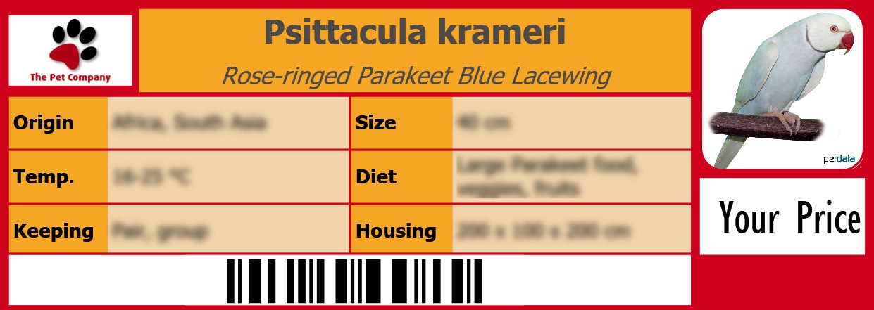 Psittacula krameri Rose-ringed Parakeet Blue Lacewing 105 x 38 mm