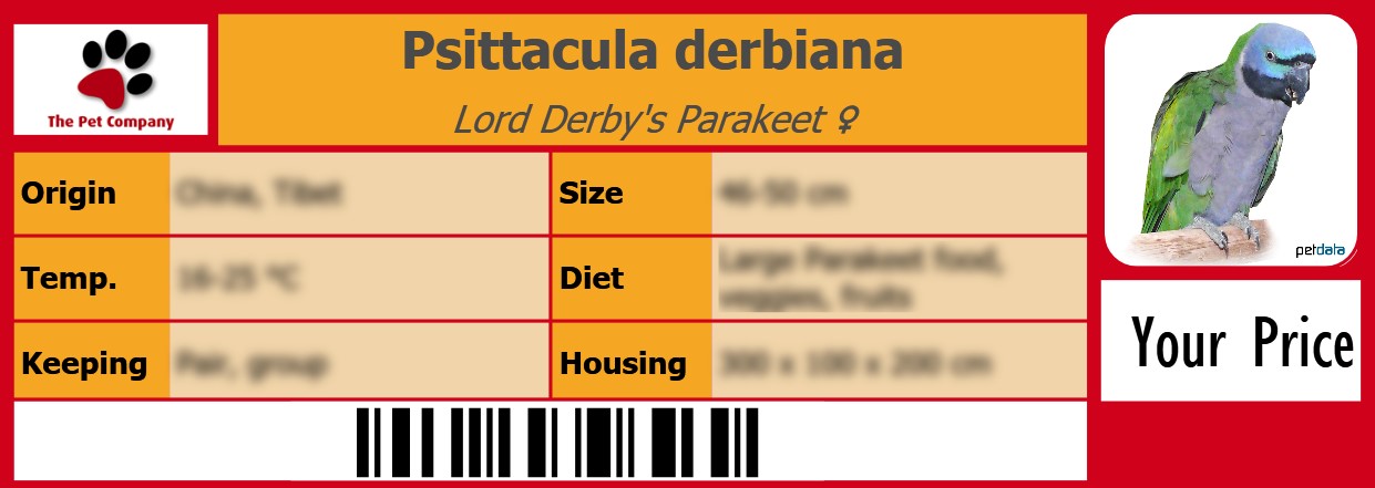 Psittacula derbiana Lord Derby's Parakeet ♀ 105 x 38 mm