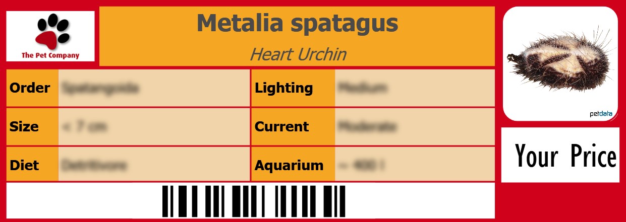 Metalia spatagus Heart Urchin 105 x 38 mm