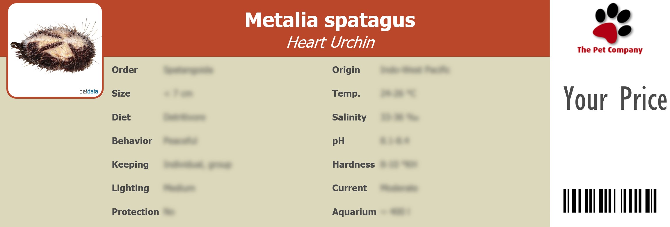 Metalia spatagus Heart Urchin 195 x 66 mm