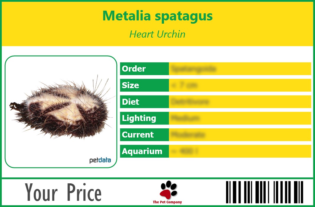 Metalia spatagus Heart Urchin 90 x 60 mm