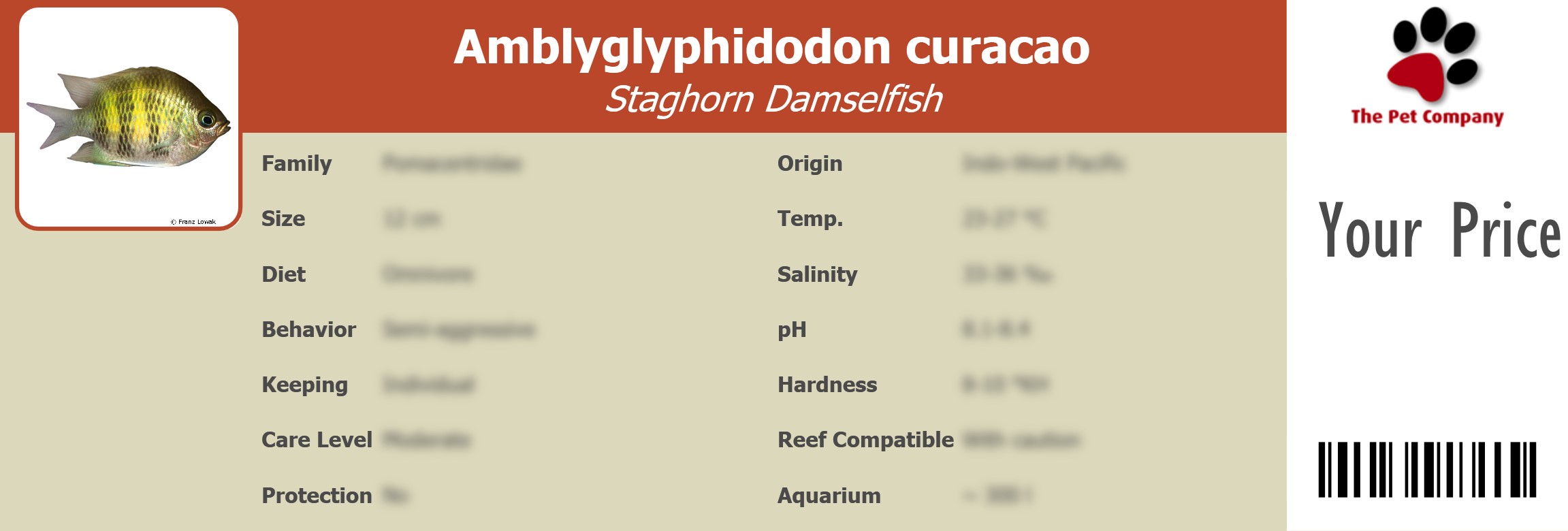 Amblyglyphidodon curacao Staghorn Damselfish 195 x 66 mm
