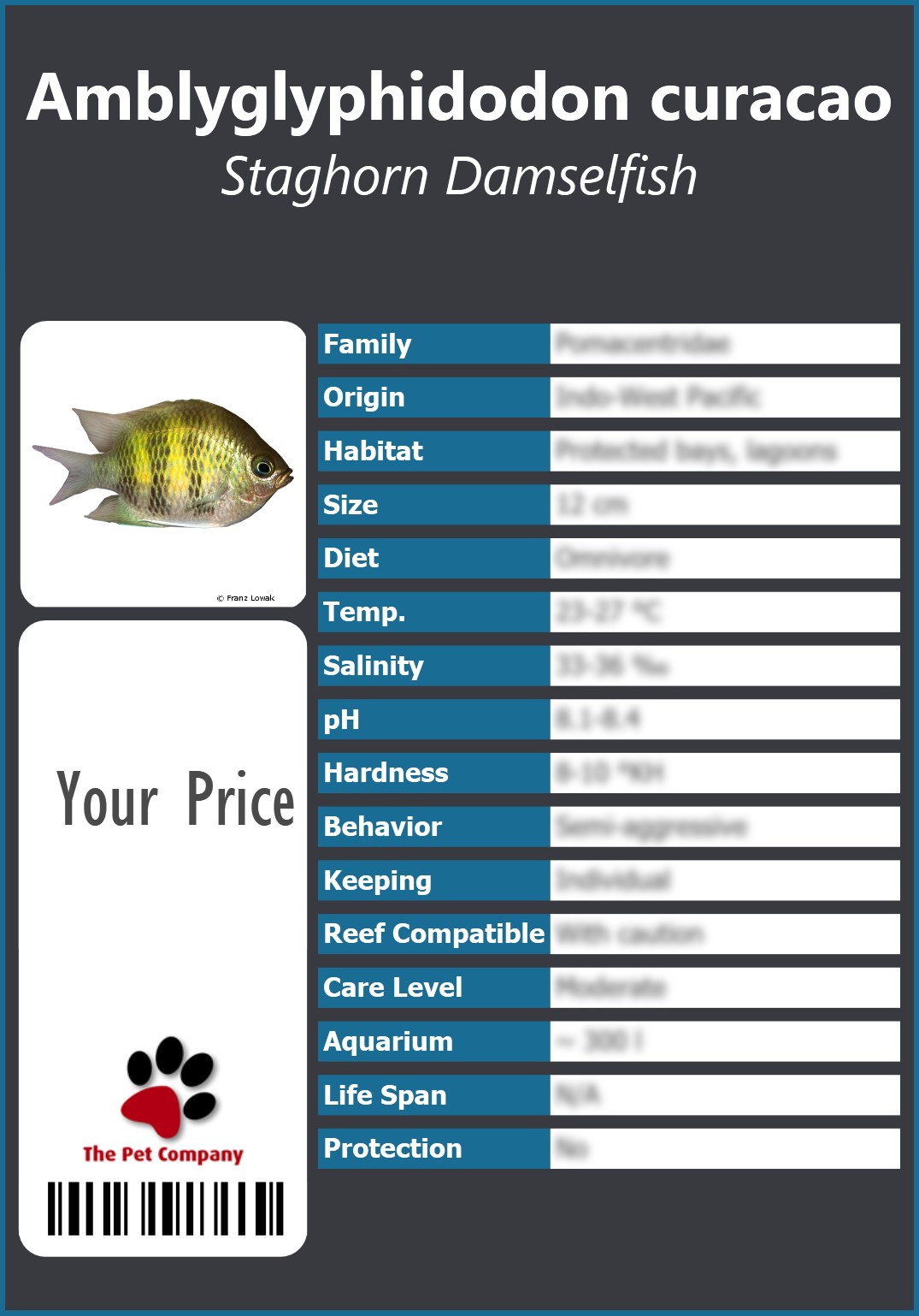 Amblyglyphidodon curacao Staghorn Damselfish 91 x 130 mm