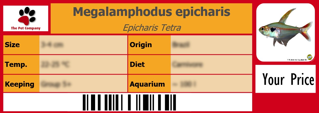 Megalamphodus epicharis Epicharis Tetra 105 x 38 mm