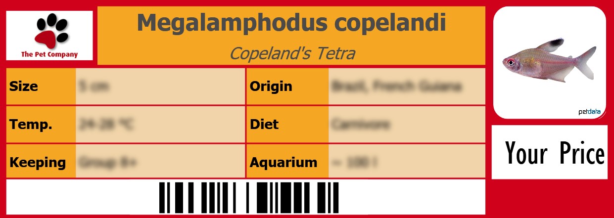 Megalamphodus copelandi Copeland's Tetra 105 x 38 mm