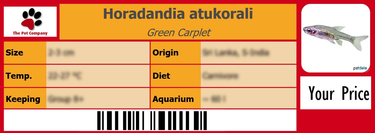 Horadandia atukorali Green Carplet 105 x 38 mm