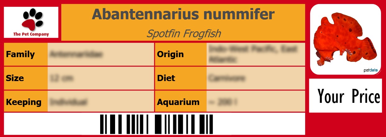 Abantennarius nummifer Spotfin Frogfish 105 x 38 mm