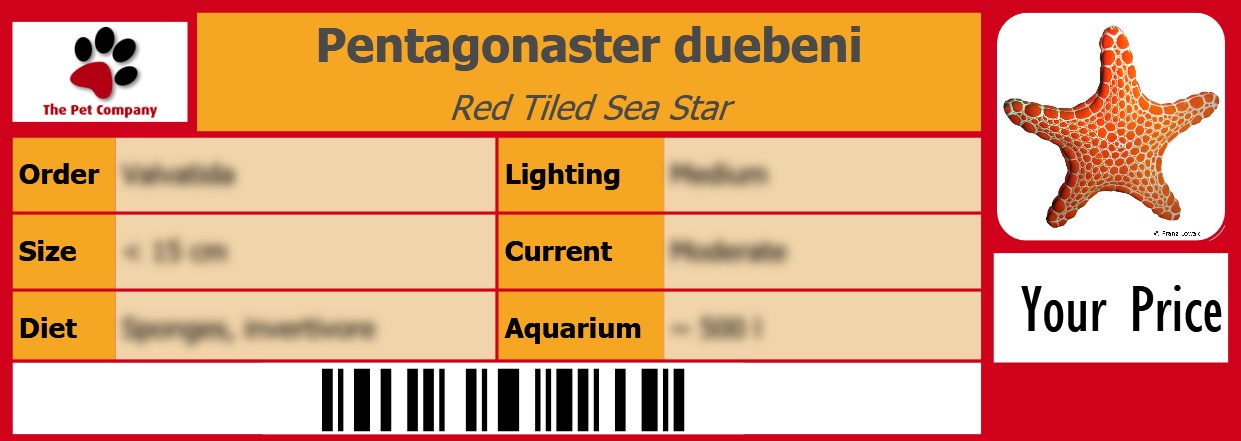 Pentagonaster duebeni Red Tiled Sea Star 105 x 38 mm