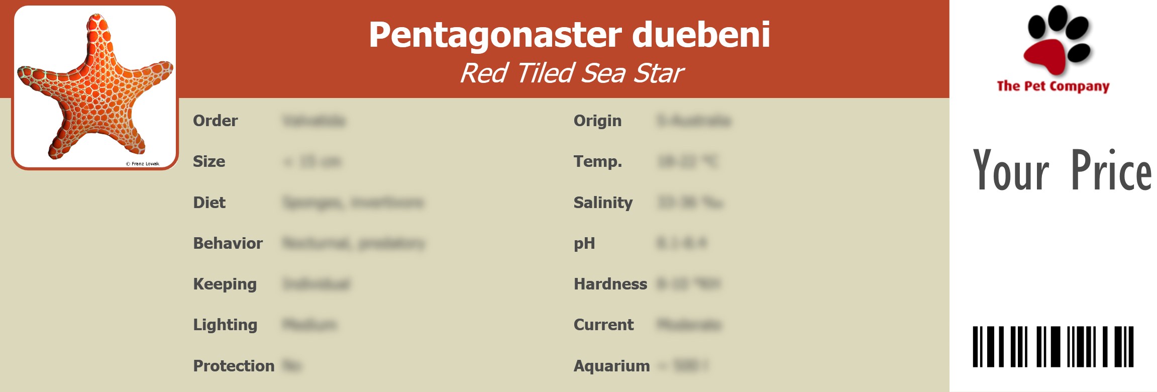 Pentagonaster duebeni Red Tiled Sea Star 195 x 66 mm