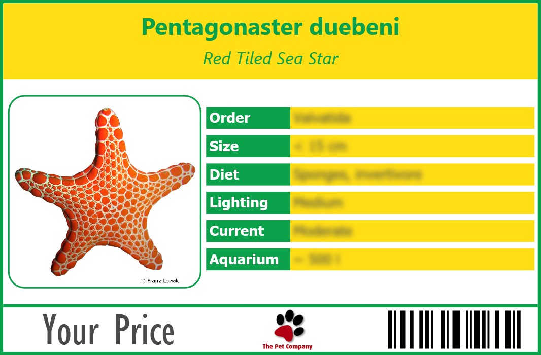 Pentagonaster duebeni Red Tiled Sea Star 90 x 60 mm