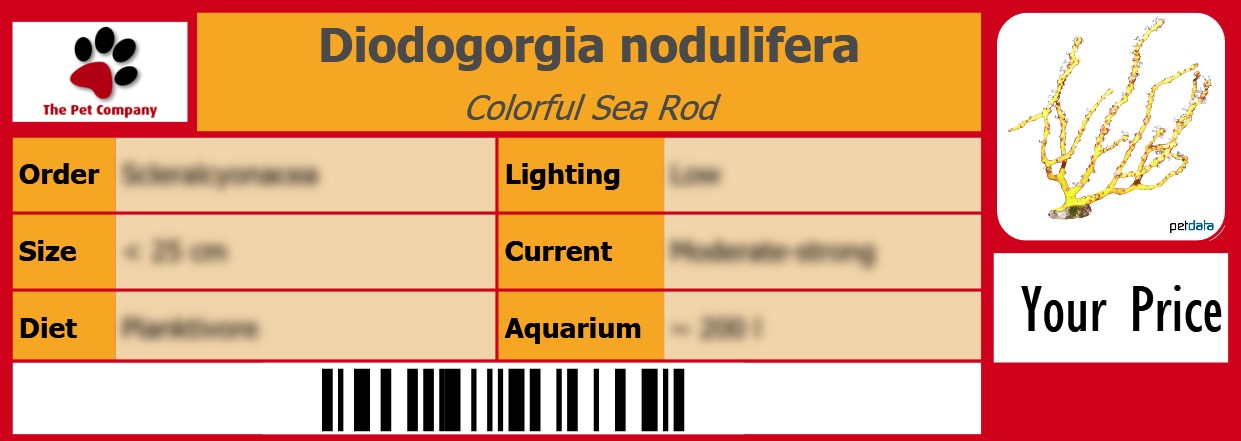Diodogorgia nodulifera Colorful Sea Rod 105 x 38 mm