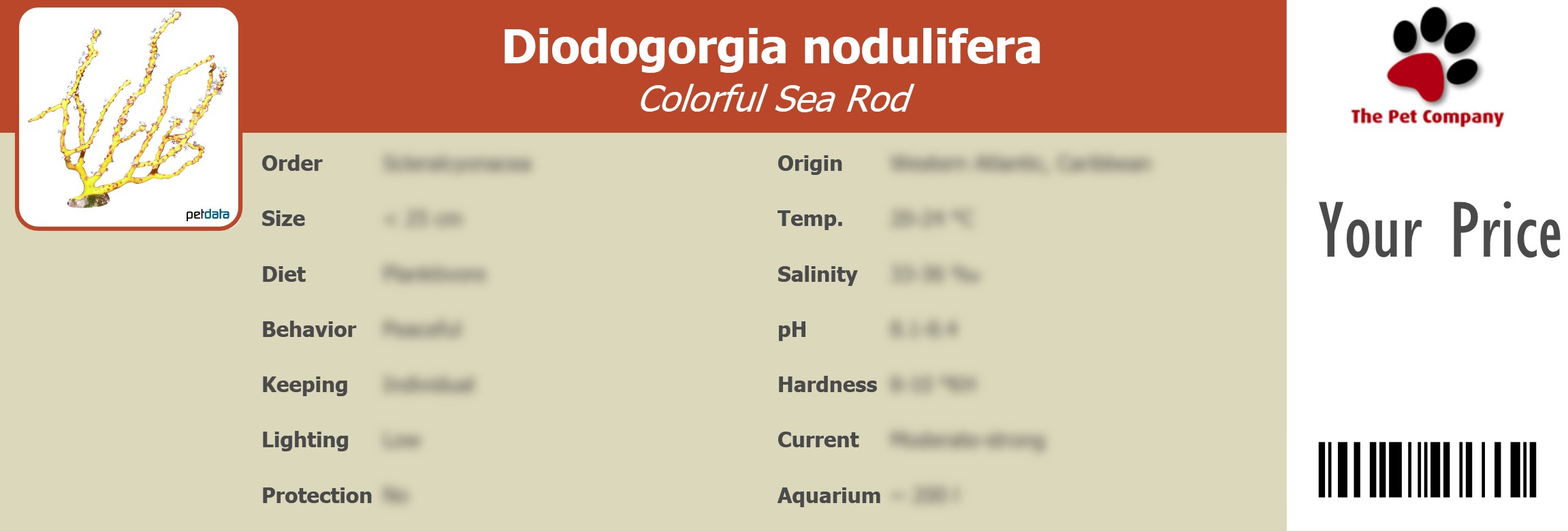 Diodogorgia nodulifera Colorful Sea Rod 195 x 66 mm