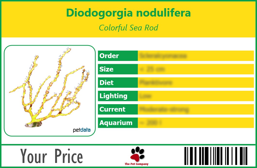 Diodogorgia nodulifera Colorful Sea Rod 90 x 60 mm