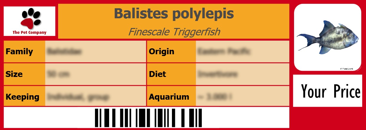 Balistes polylepis Finescale Triggerfish 105 x 38 mm