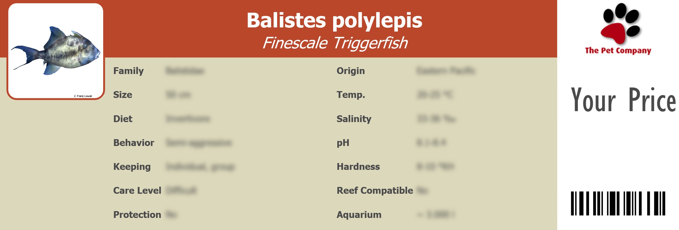 Balistes polylepis Finescale Triggerfish 195 x 66 mm
