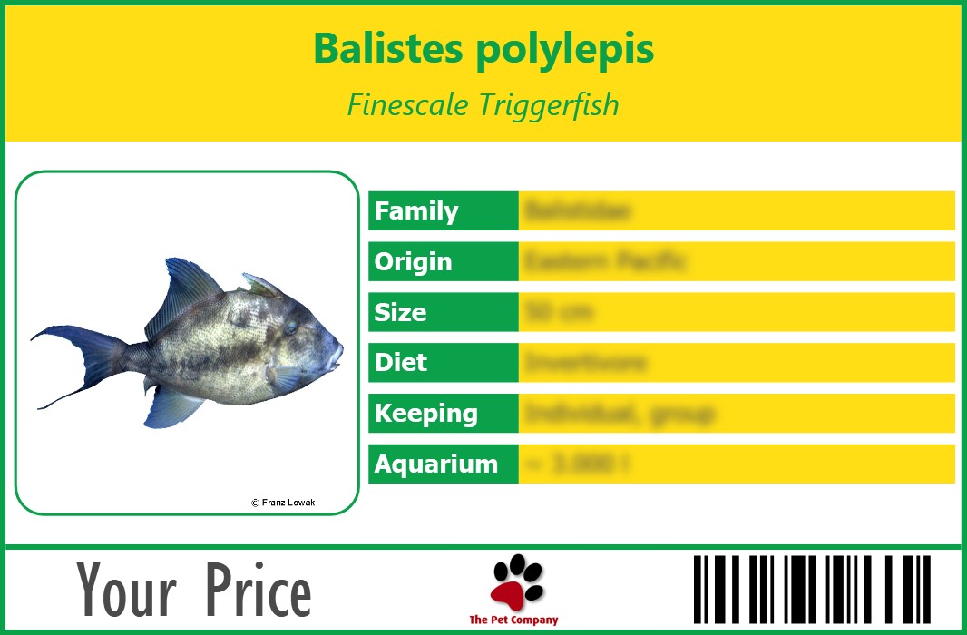 Balistes polylepis Finescale Triggerfish 90 x 60 mm