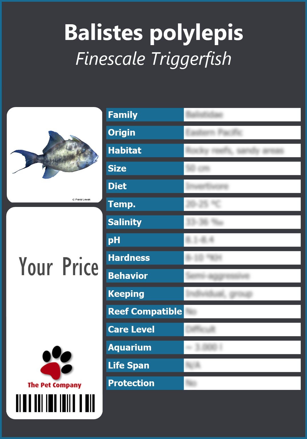 Balistes polylepis Finescale Triggerfish 91 x 130 mm