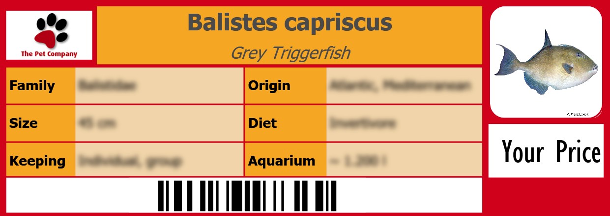 Balistes capriscus Grey Triggerfish 105 x 38 mm