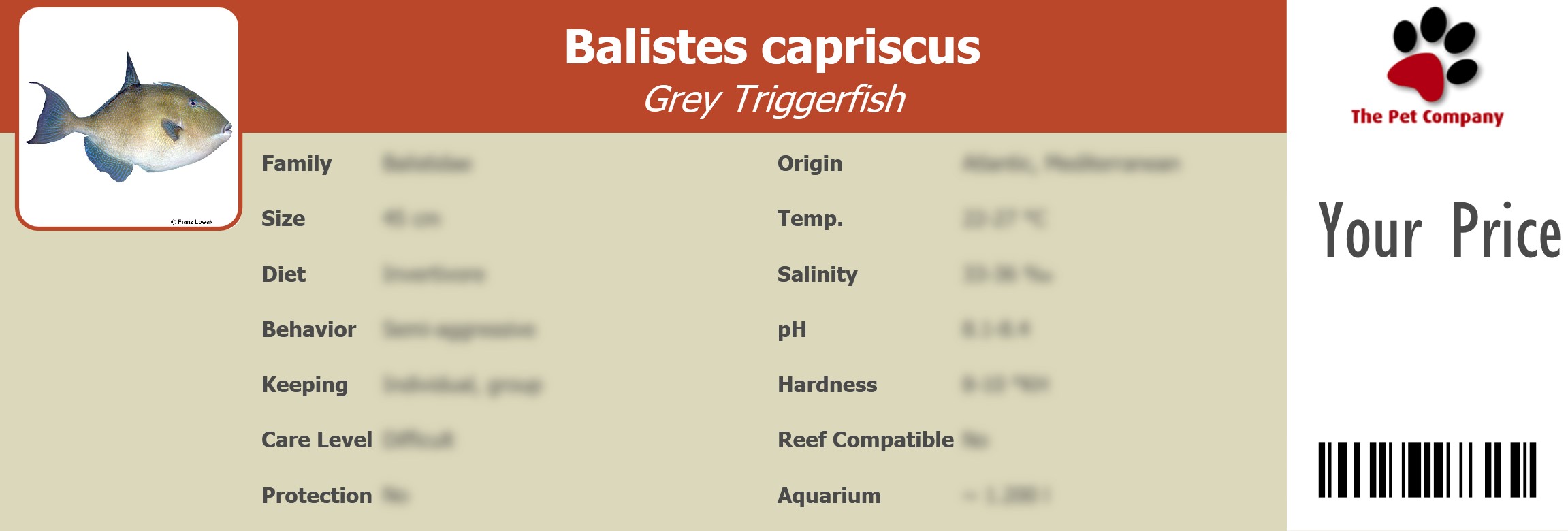 Balistes capriscus Grey Triggerfish 195 x 66 mm
