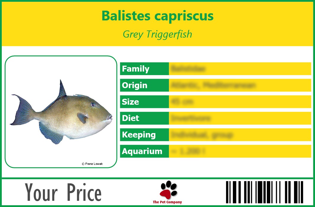 Balistes capriscus Grey Triggerfish 90 x 60 mm