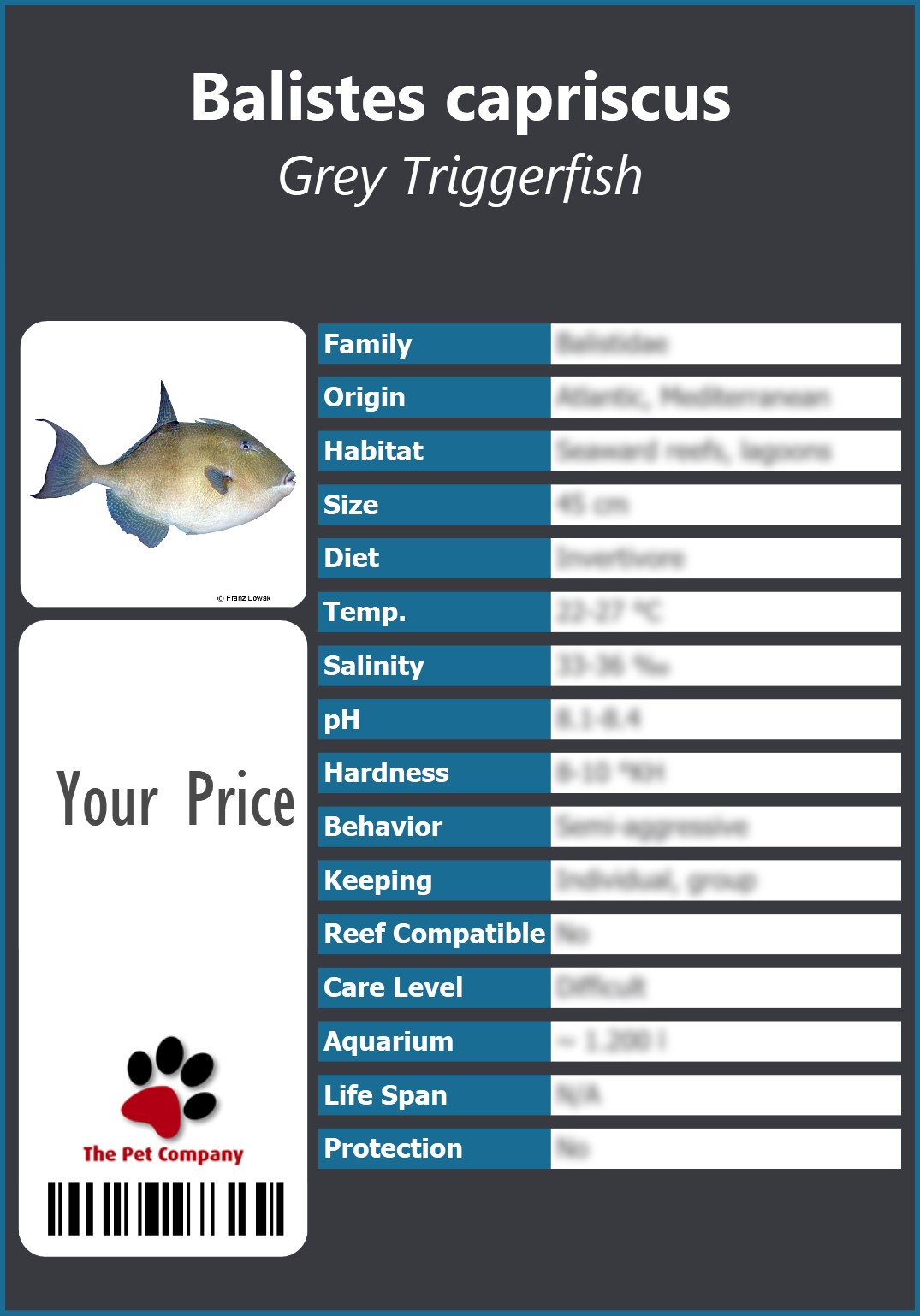 Balistes capriscus Grey Triggerfish 91 x 130 mm