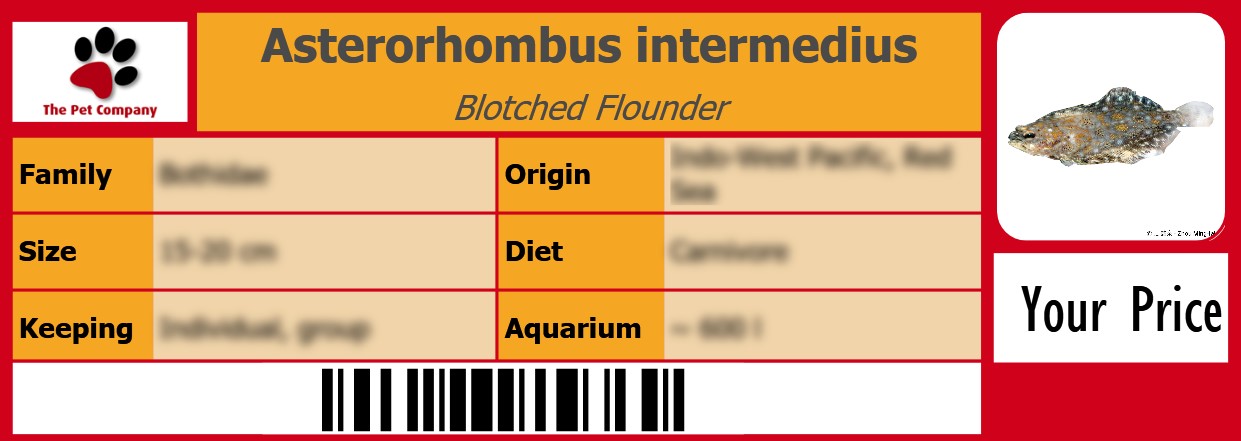 Asterorhombus intermedius Blotched Flounder 105 x 38 mm