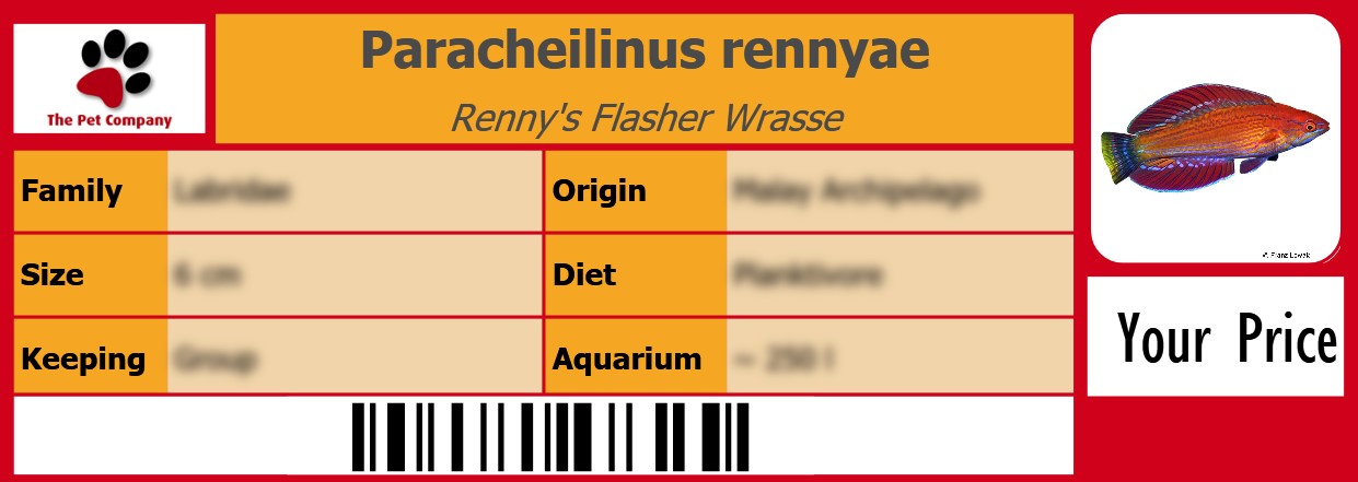 Paracheilinus rennyae Renny's Flasher Wrasse 105 x 38 mm