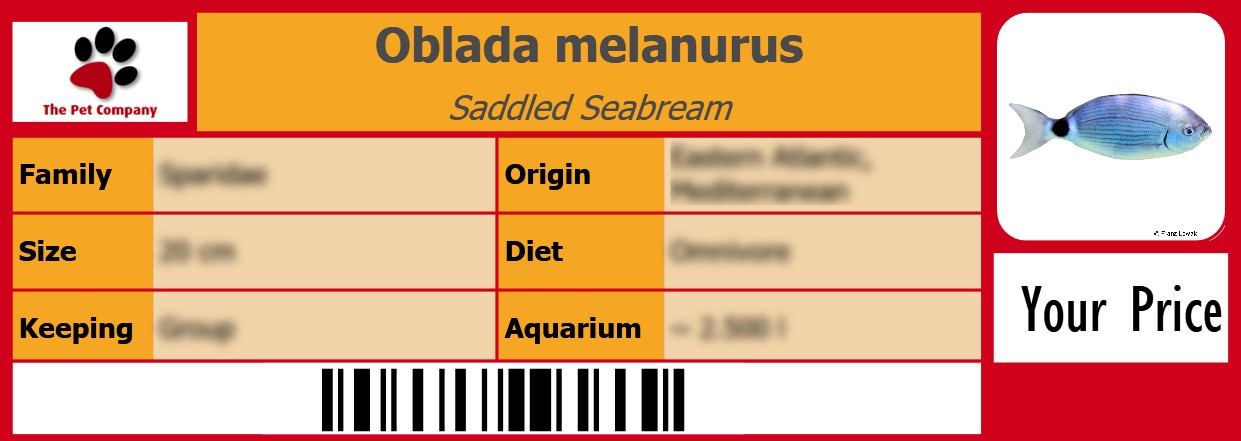 Oblada melanurus Saddled Seabream 105 x 38 mm