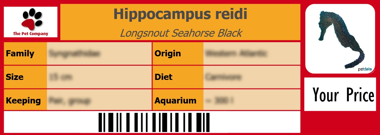 Hippocampus reidi Longsnout Seahorse Black 105 x 38 mm