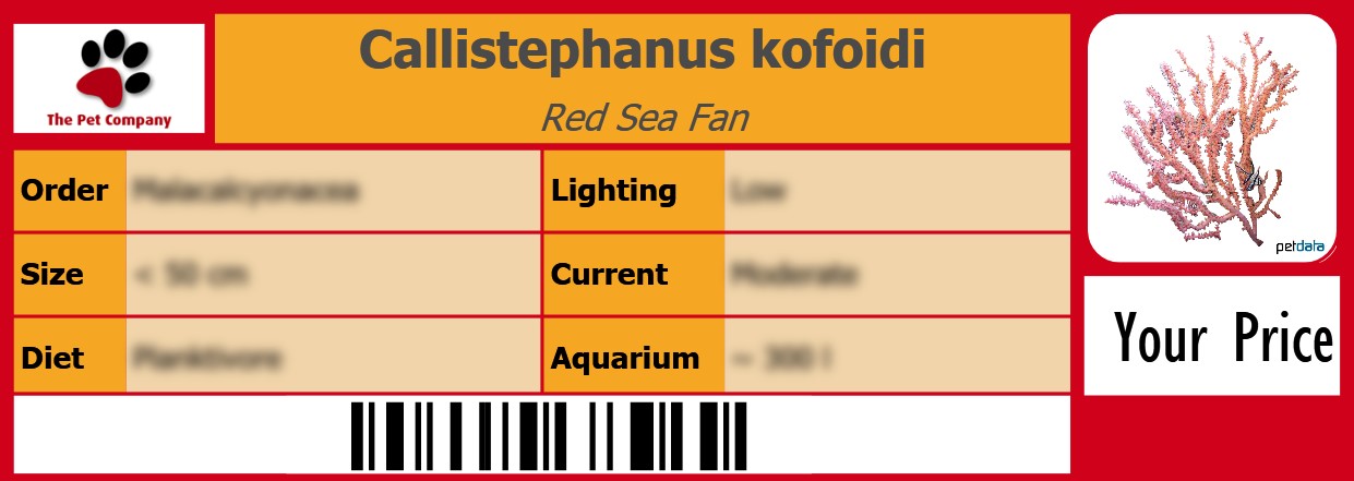 Callistephanus kofoidi Red Sea Fan 105 x 38 mm