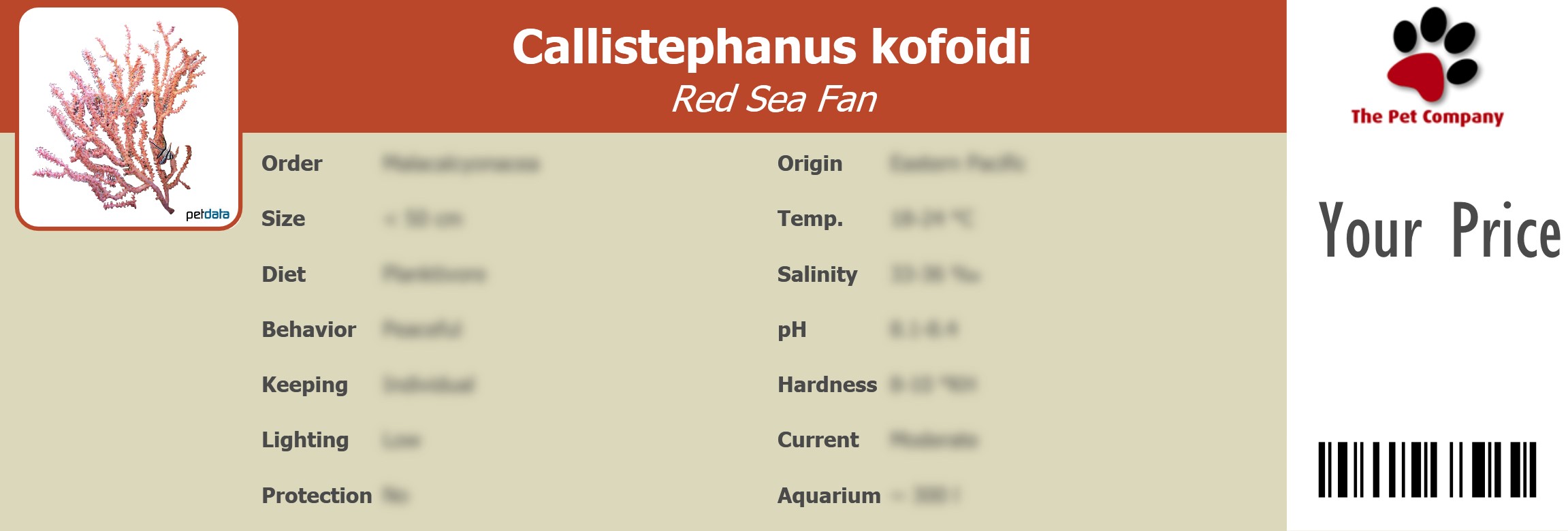 Callistephanus kofoidi Red Sea Fan 195 x 66 mm