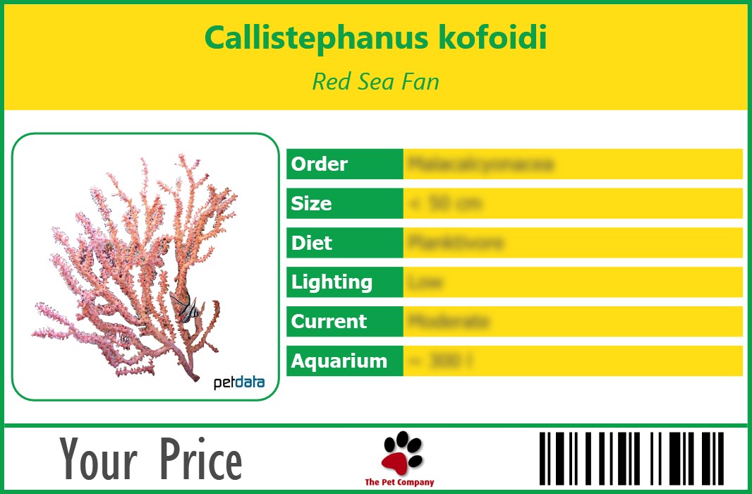 Callistephanus kofoidi Red Sea Fan 90 x 60 mm