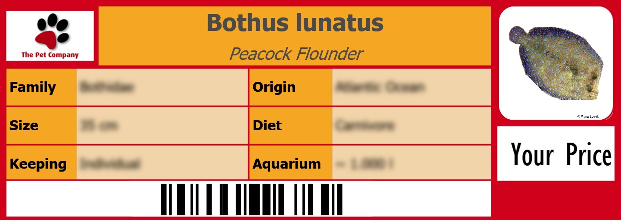Bothus lunatus Peacock Flounder 105 x 38 mm