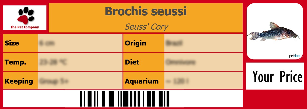 Brochis seussi Seuss' Cory 105 x 38 mm