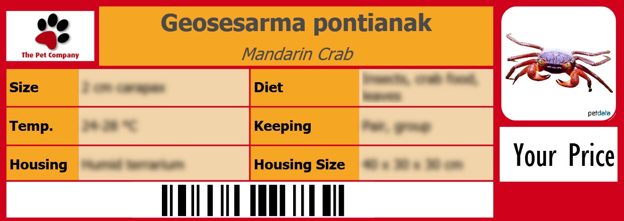 Geosesarma pontianak Mandarin Crab 105 x 38 mm