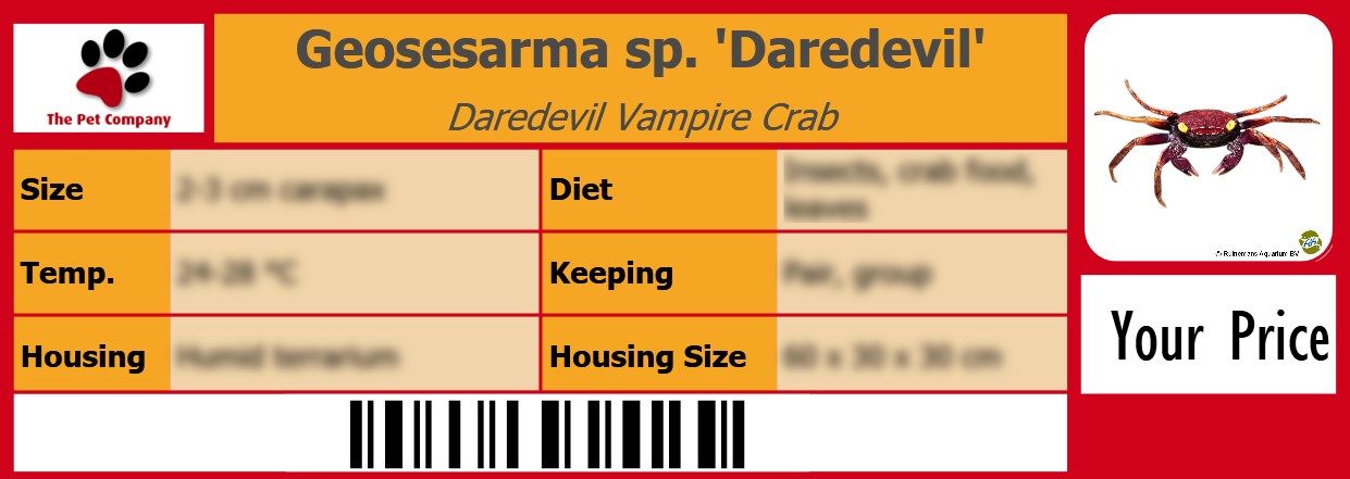 Geosesarma sp. 'Daredevil' Daredevil Vampire Crab 105 x 38 mm