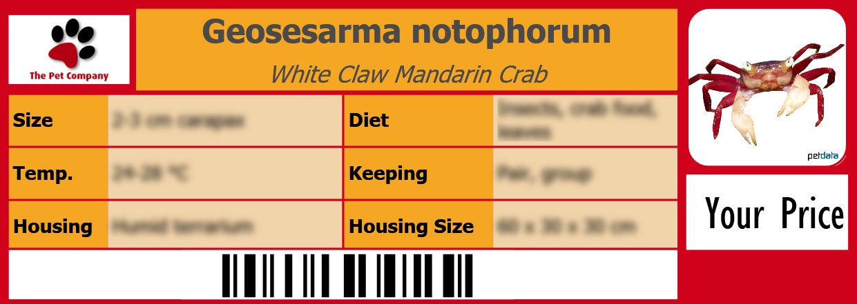 Geosesarma notophorum White Claw Mandarin Crab 105 x 38 mm