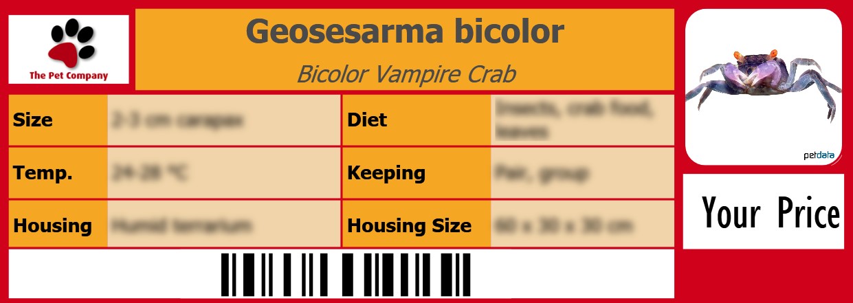 Geosesarma bicolor Bicolor Vampire Crab 105 x 38 mm