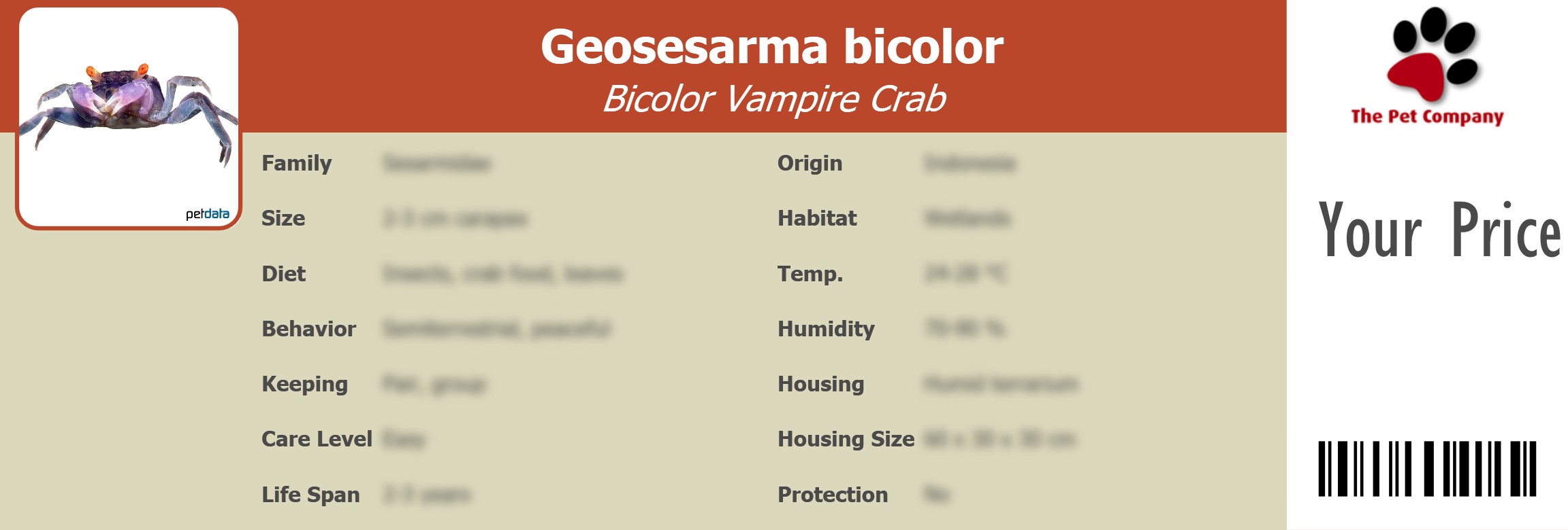 Geosesarma bicolor Bicolor Vampire Crab 195 x 66 mm