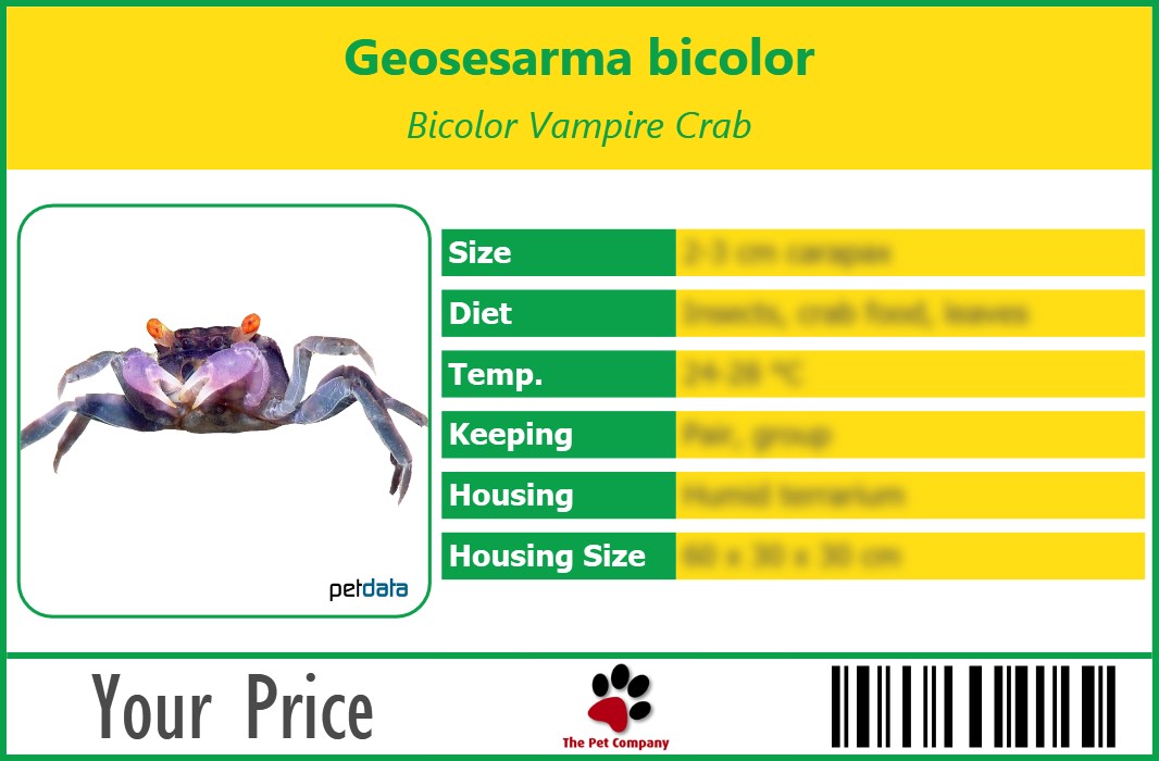 Geosesarma bicolor Bicolor Vampire Crab 90 x 60 mm