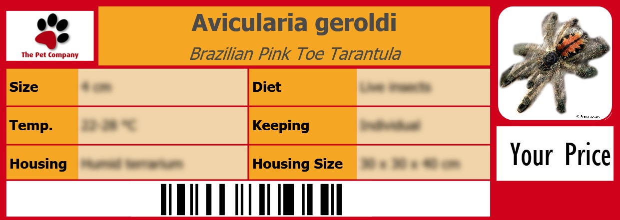 Avicularia geroldi Brazilian Pink Toe Tarantula 105 x 38 mm