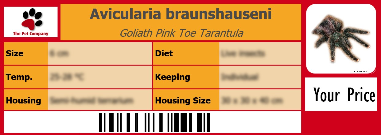 Avicularia braunshauseni Goliath Pink Toe Tarantula 105 x 38 mm