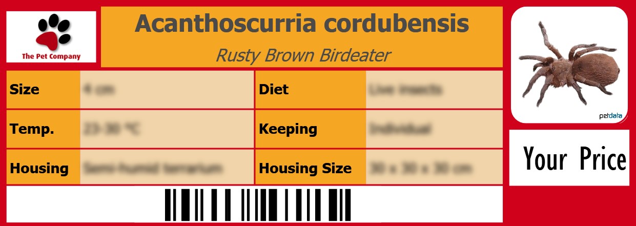 Acanthoscurria cordubensis Rusty Brown Birdeater 105 x 38 mm