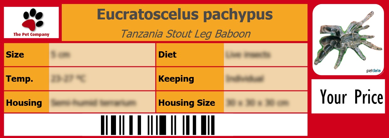 Eucratoscelus pachypus Tanzania Stout Leg Baboon 105 x 38 mm