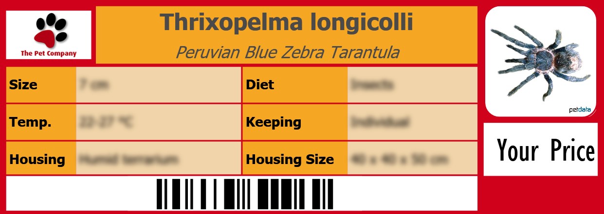 Thrixopelma longicolli Peruvian Blue Zebra Tarantula 105 x 38 mm